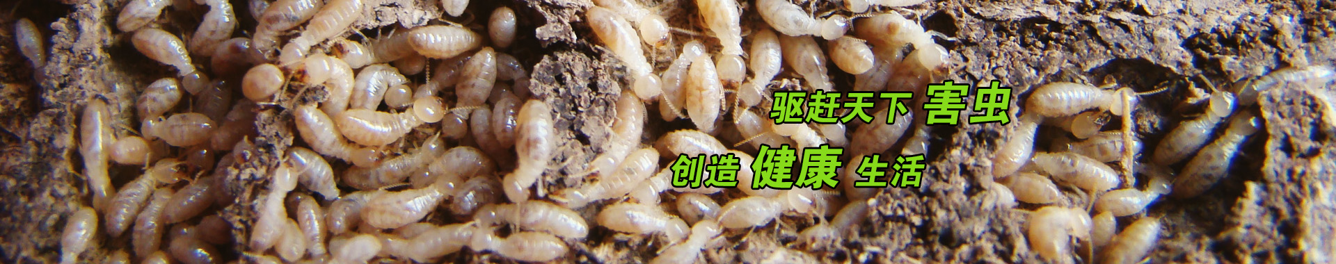 白蟻防治