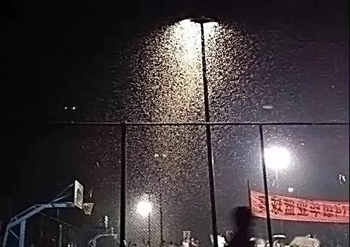 白蟻防治